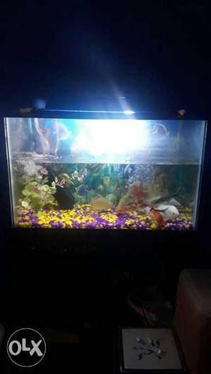 Fish Aquarium with complete accessories and 10