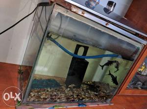 Fish Tank with 3 Fish and Purification machine