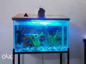 Fish aquarium for sale with stand, 11 fishes,