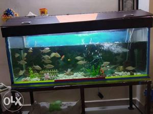 Fish aquarium gooood conditions and length 6 fit