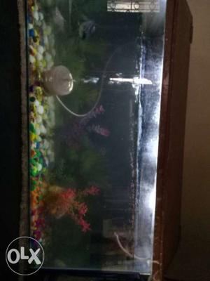 Fish tank, 8 fish, stone, plant, 1 filter