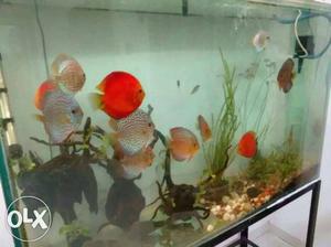 , Fish tank, stratch free imported