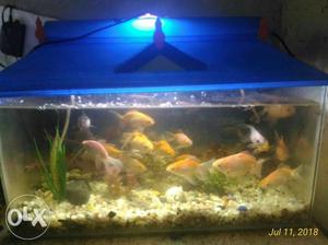 Fish tank with full set up