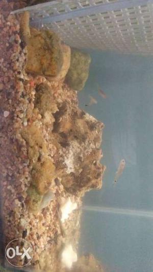 Fish tank without roof selling 1.small fishes (