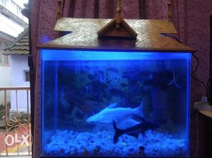 Fish with 2.5"2 tank, wooden top with light