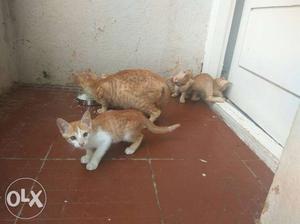 Five Orange Tabby Cats, 4 male 1 female