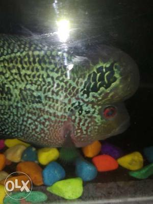 Florian fish. 4 inch