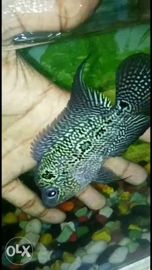 Flowehonn magma 3inch Color full agresive for sale