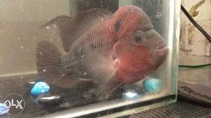 Flowerhorn fish 5 inch and active fish