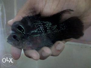 Flowerhorn fishes for sale contact 