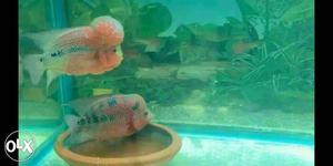 Flowerhorn imported pair baby one inch exchange welcome