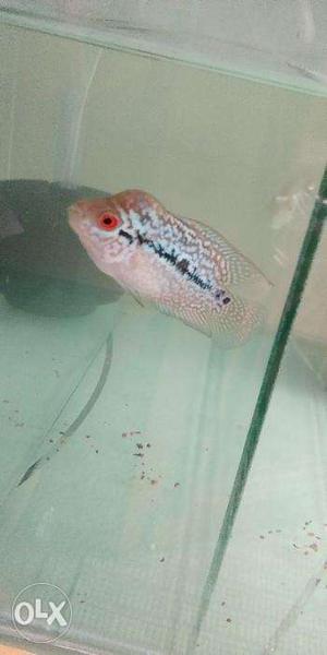Flowerhorn with Head Popped for Sale