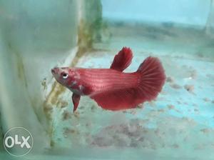 Fullmoon female bettas 100