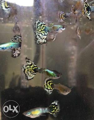 GALAXY guppy pure breed pairs for sale