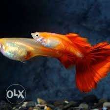 German red guppies for sale