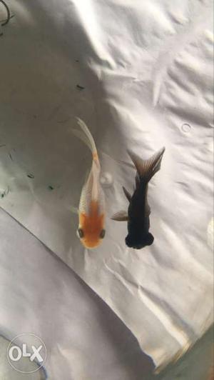 Gold And Gray Fish
