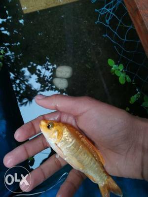 Golden koi fish