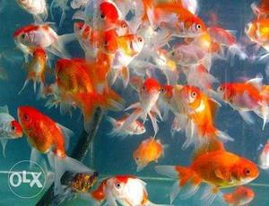Goldfish for sale 150 rs for 10 piece
