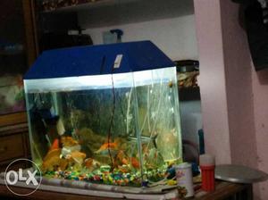 Good condition aquarium bht khubsurat urgent