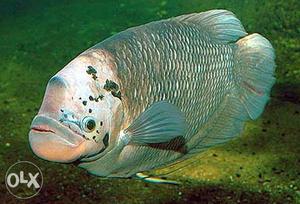 Gourami seeds for sale at rs 40