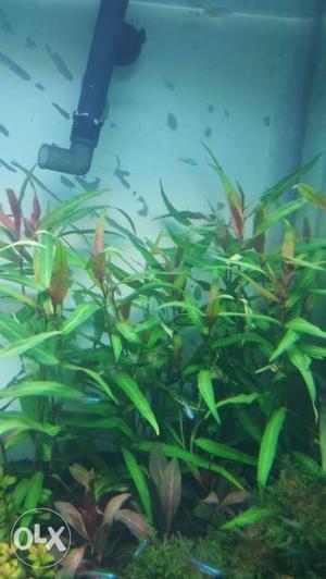 Green Fish Tank Plant Decor