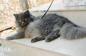 Grey Persian cat male for mating