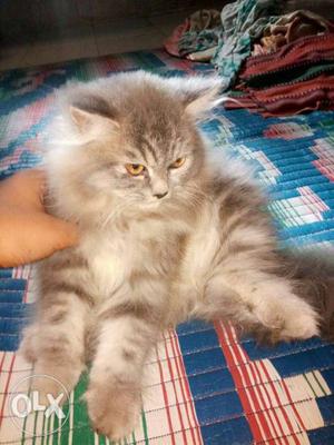 Grey color Persian male cat 4 months old..