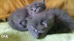 Grey persian Kittens