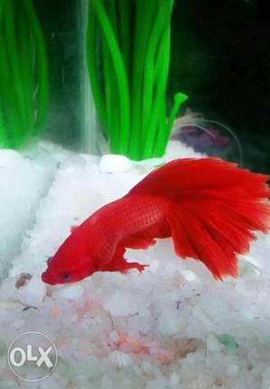 Half moon Red betta very Active full size