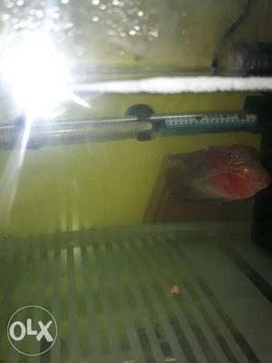 Hii i want to sell my flowerhorn fish male its in
