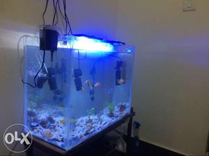 Huge Fish Tank with Variety Fishes including filtration for