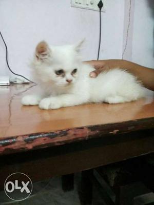 I want to sale my Parsian cat male & female