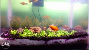 I want to sell my 1 pair swordtail red pair. And
