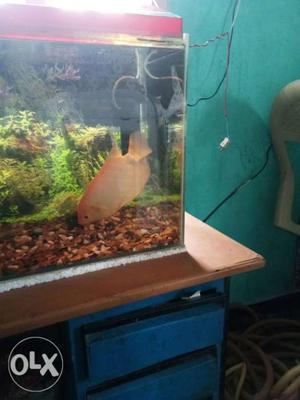 I want to sell my giant gourami fish very active