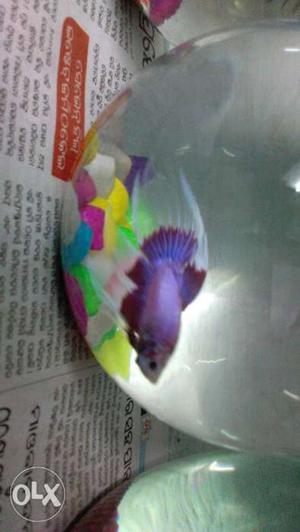 Imported vail tail betta fish