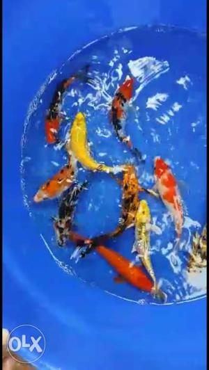 Japanese Koi fish for sale 5 to 6 inch