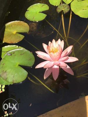 Lilly pond used one is for sale Lilliy plant with
