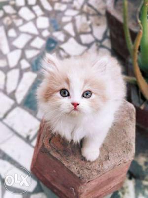 Long-coated White & orange female persian Kitten