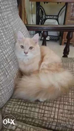 Long-haired Beige And Cream Cat