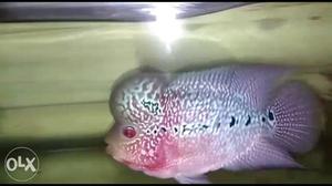 Magma beautiful flowerhorn