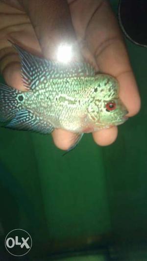 Magma flowerhorn for sale