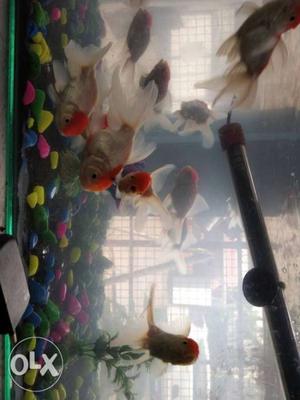 Oranda gold fish per one 120rs