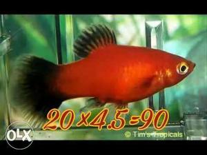 Orange And Black Guppy Fish