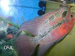 Ordinary flowerhorn 5-6-7 inches size.