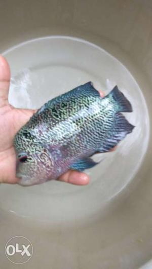 Pearly eggs laying flowerhorn female for sale