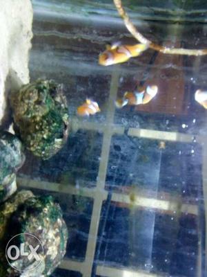 Percula fish tank breed