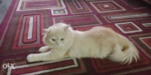 Persian Cat 18 Months Old - Male with Cage