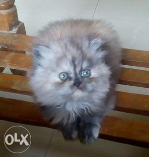 Persian Kittens in Flat face