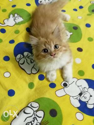 Persian cat grey eyes vry cute litter trained rabies