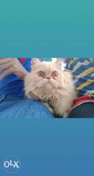 Persian cat male 6 month active boy
